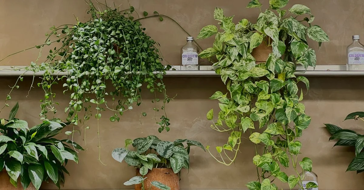 Plantes d'intérieur disposées sur des étagères rustiques créant une atmosphère luxuriante et verte.