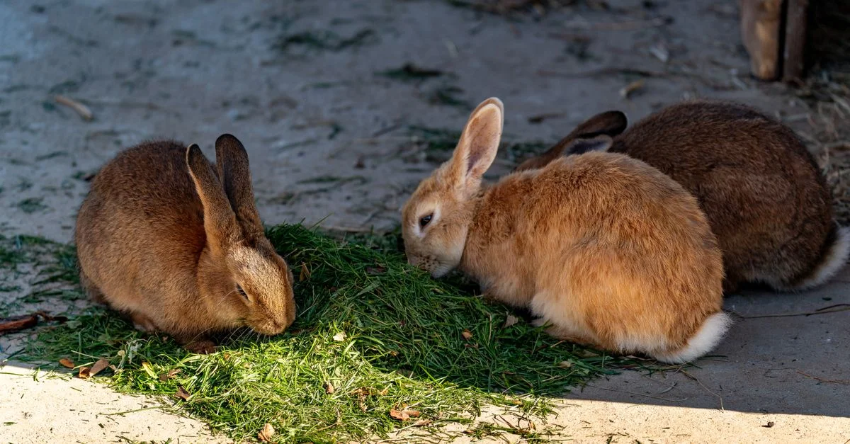 Groupe de lapins profitant de l'herbe fraîche à l'extérieur à la lumière du jour.