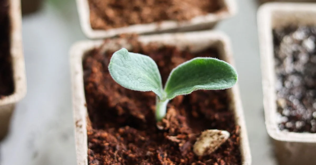 Gros plan d'une jeune plante poussant dans un petit pot biodégradable, idéal pour les amateurs de jardinage d'intérieur.