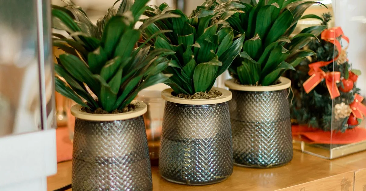 Un trio de plantes vertes luxuriantes dans des pots décoratifs, parfaits pour ajouter de l'élégance à n'importe quel espace intérieur.
