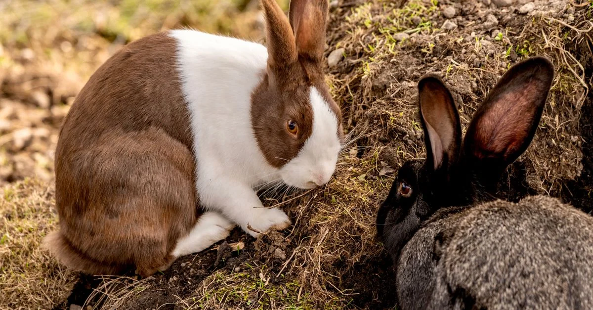 Deux adorables lapins, l'un brun et blanc et l'autre gris foncé, jouant sur un sol terreux à l'extérieur.