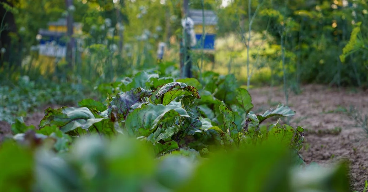 Un jardin potager vibrant en été présentant des plants de betterave sains avec des feuilles vertes luxuriantes.