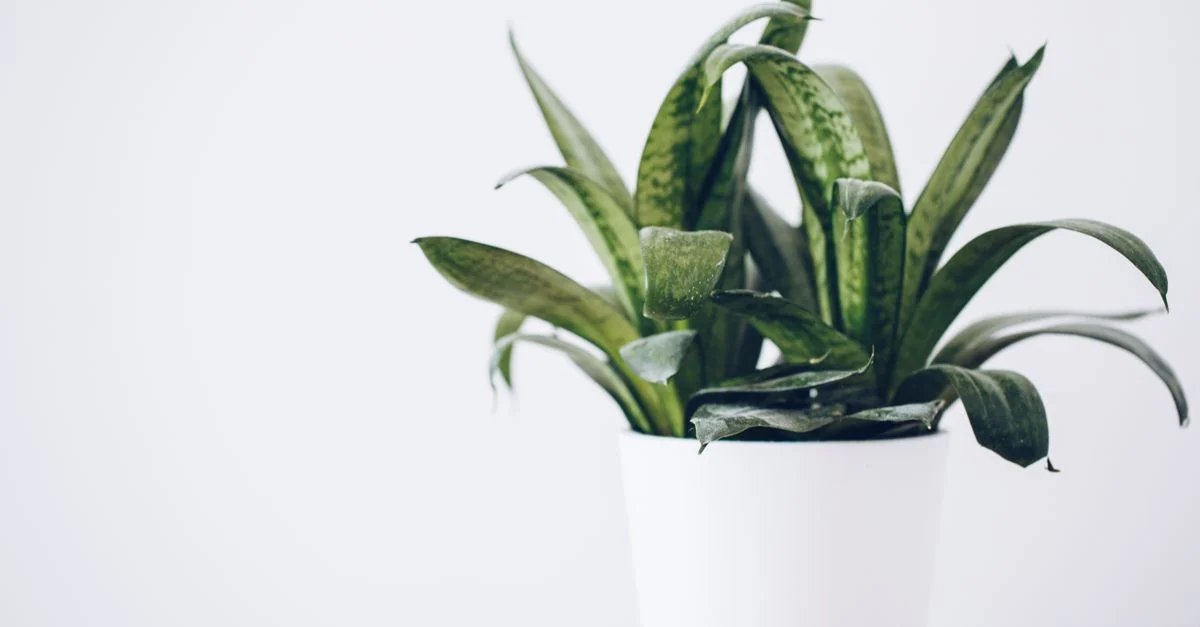 Gros plan sur une plante serpent luxuriante dans un pot blanc sur un fond neutre, parfait pour l'inspiration déco intérieure.