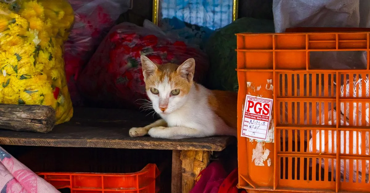 Chat roux se relaxant dans un décor de marché entouré de textiles et de caisses aux couleurs vives.