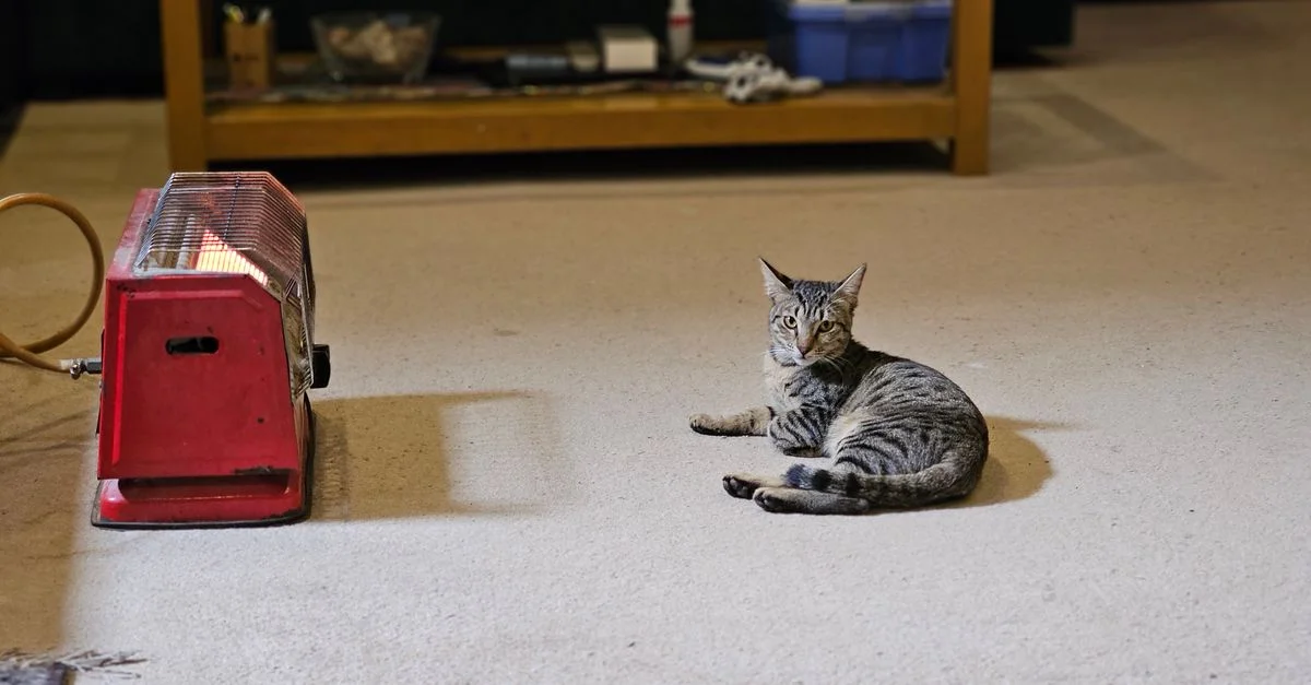 Un chat tigré confortablement allongé sur le sol à côté d'un radiateur rouge à l'intérieur.