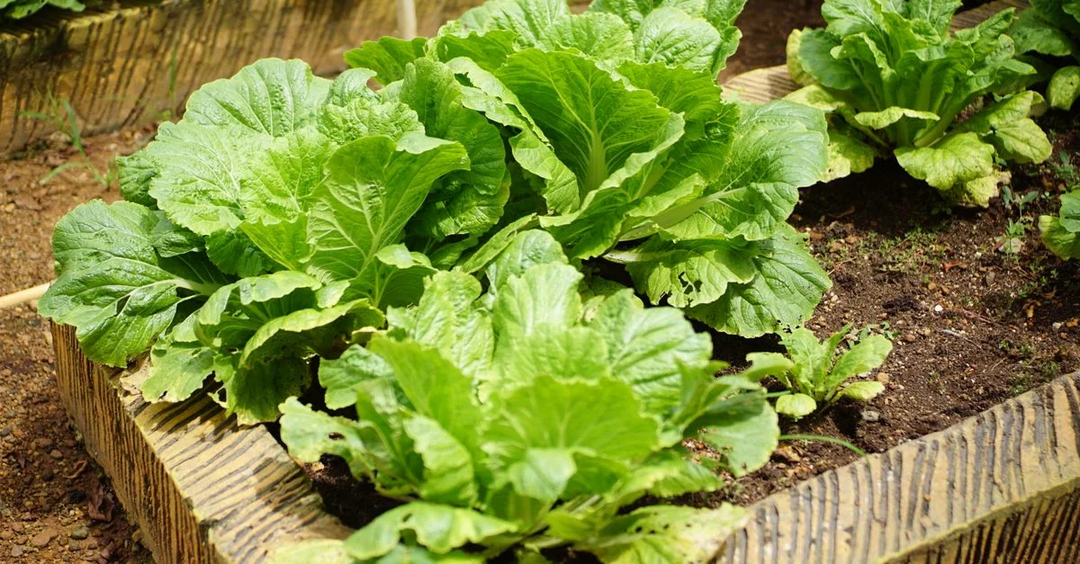 Vue rapprochée d'un chou vert luxuriant poussant dans un parterre de jardin extérieur, présentant un feuillage vibrant.