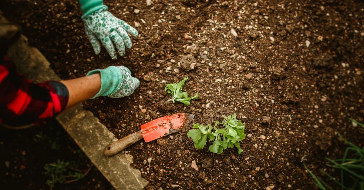 Une personne plantant des semis dans le sol avec des gants et des outils de jardinage en extérieur.