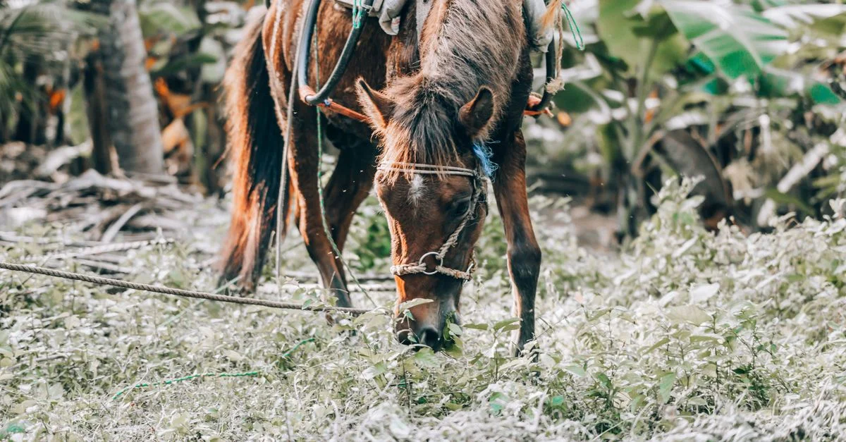 Un cheval avec harnais broutant dans un cadre extérieur tropical entouré de verdure.