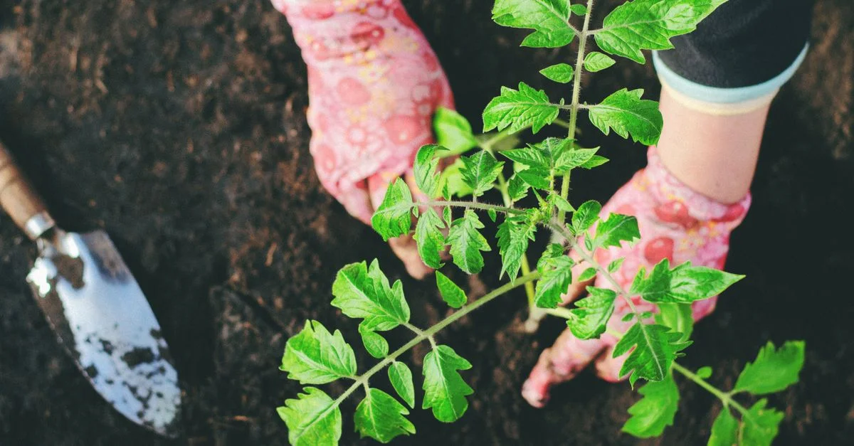 Gros plan sur des mains gantées plantant une plantule dans le sol du jardin avec une pelle. Scène de jardinage vibrante.