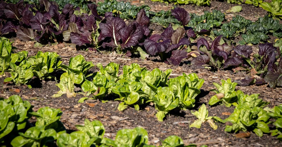 Des rangs vibrants de légumes à feuilles vertes et de moutarde violette foncée dans un jardin potager extérieur.
