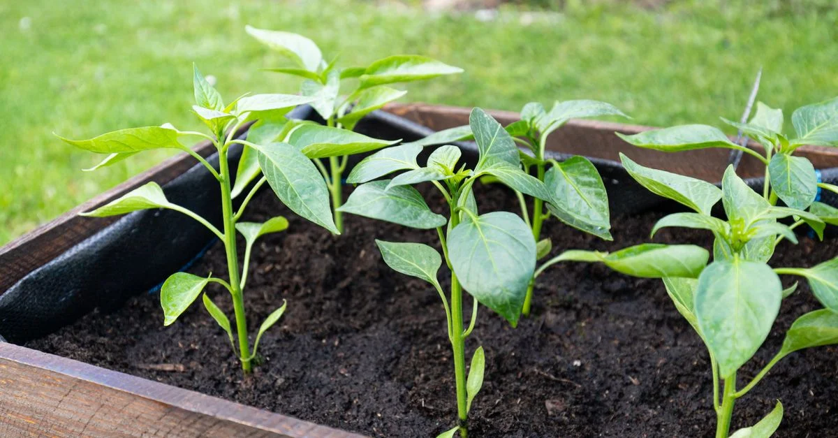Gros plan sur de jeunes plants de poivron prospérant dans une boîte de plantation en bois extérieur, mettant en valeur des feuilles vertes vibrantes.
