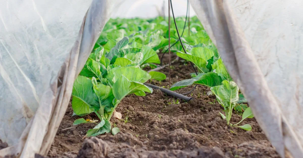 Gros plan sur des légumes frais à l'intérieur d'une serre, sous un tunnel en plastique protecteur.
