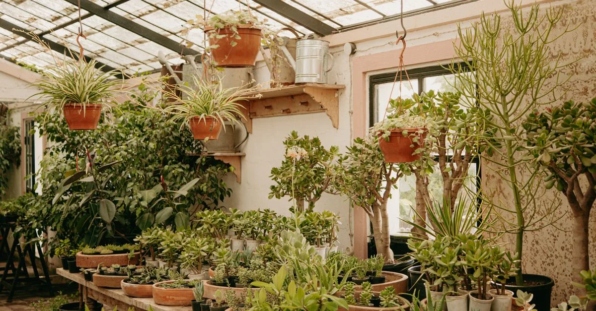 Une serre intérieure vibrante avec diverses plantes en pot et des pots suspendus sous une lumière diffusée.